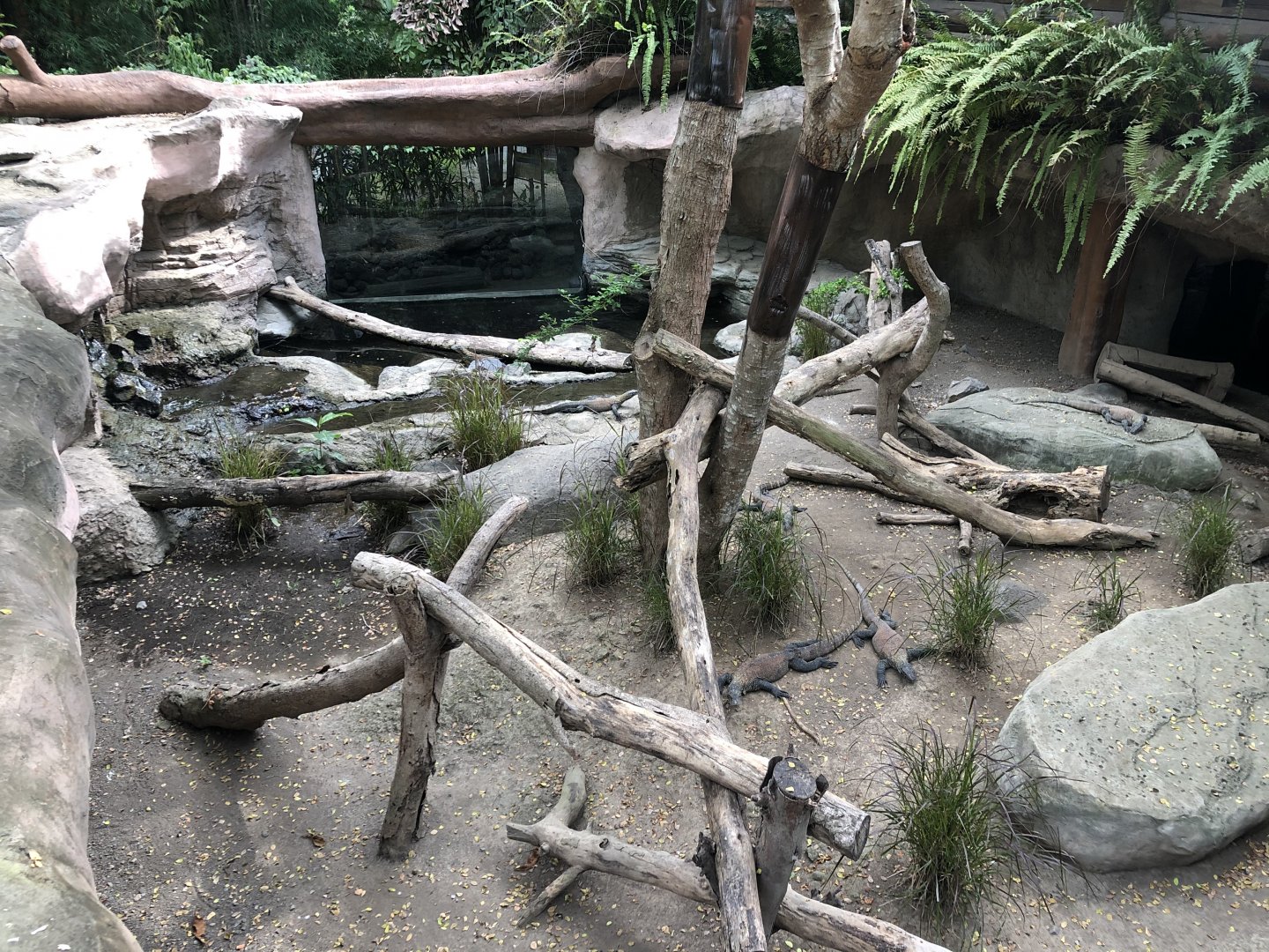 Komodo Dragon Juvenile Exhibit