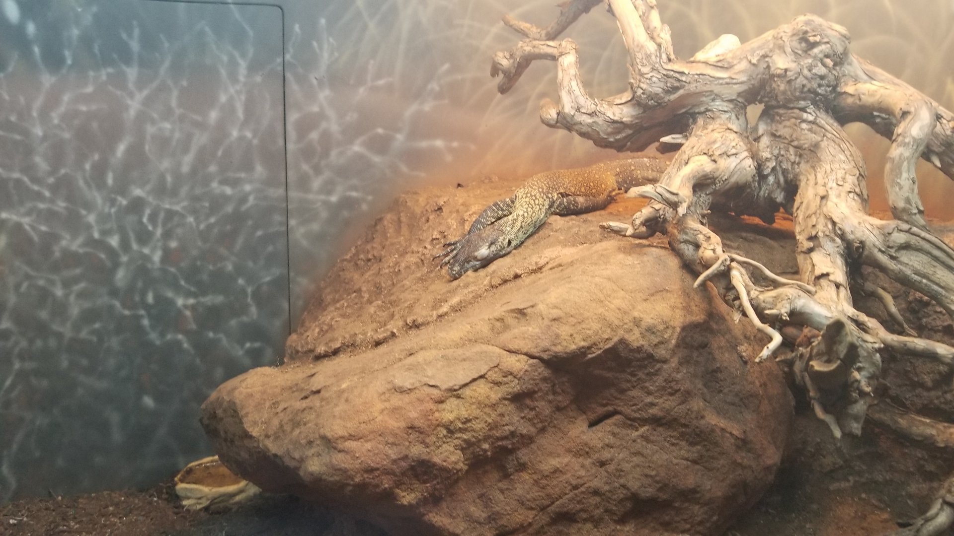 Komodo dragon juvenile