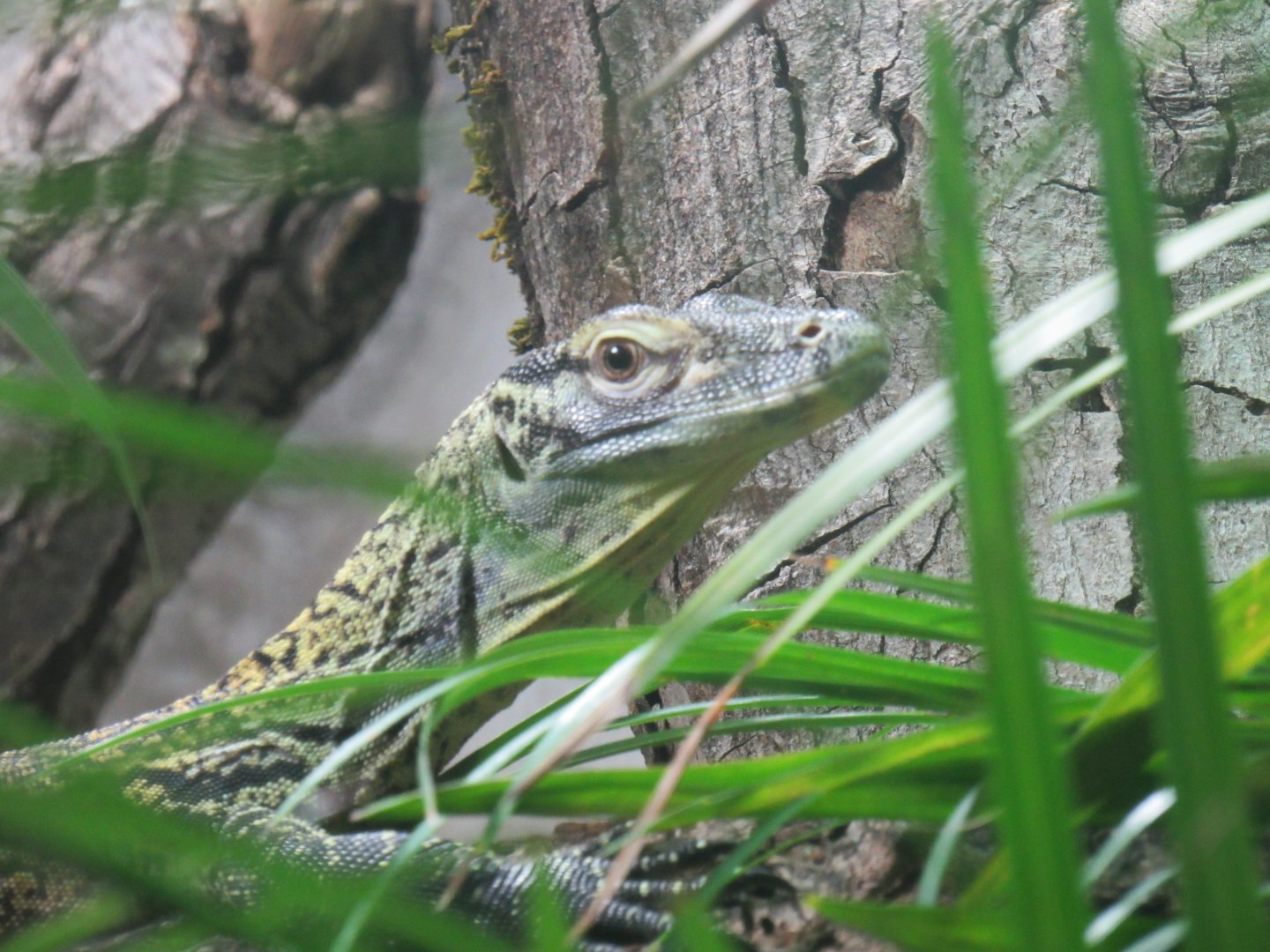 Komodo dragon juvenile