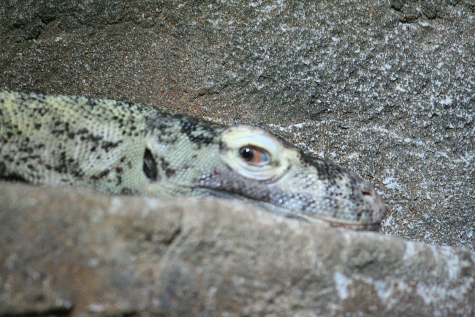 Komodo Dragon Juvenille
