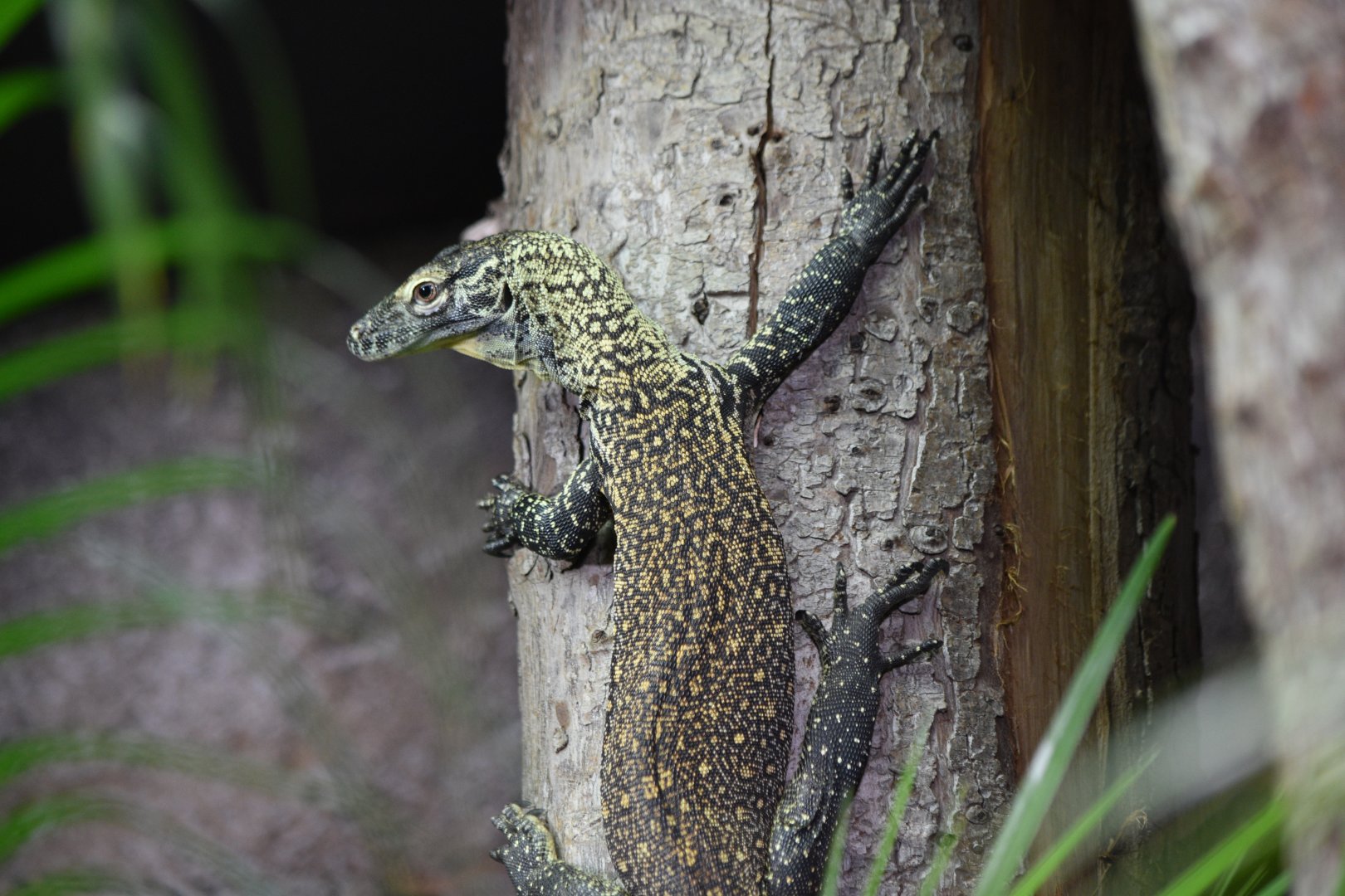 Komodo dragon juvenille