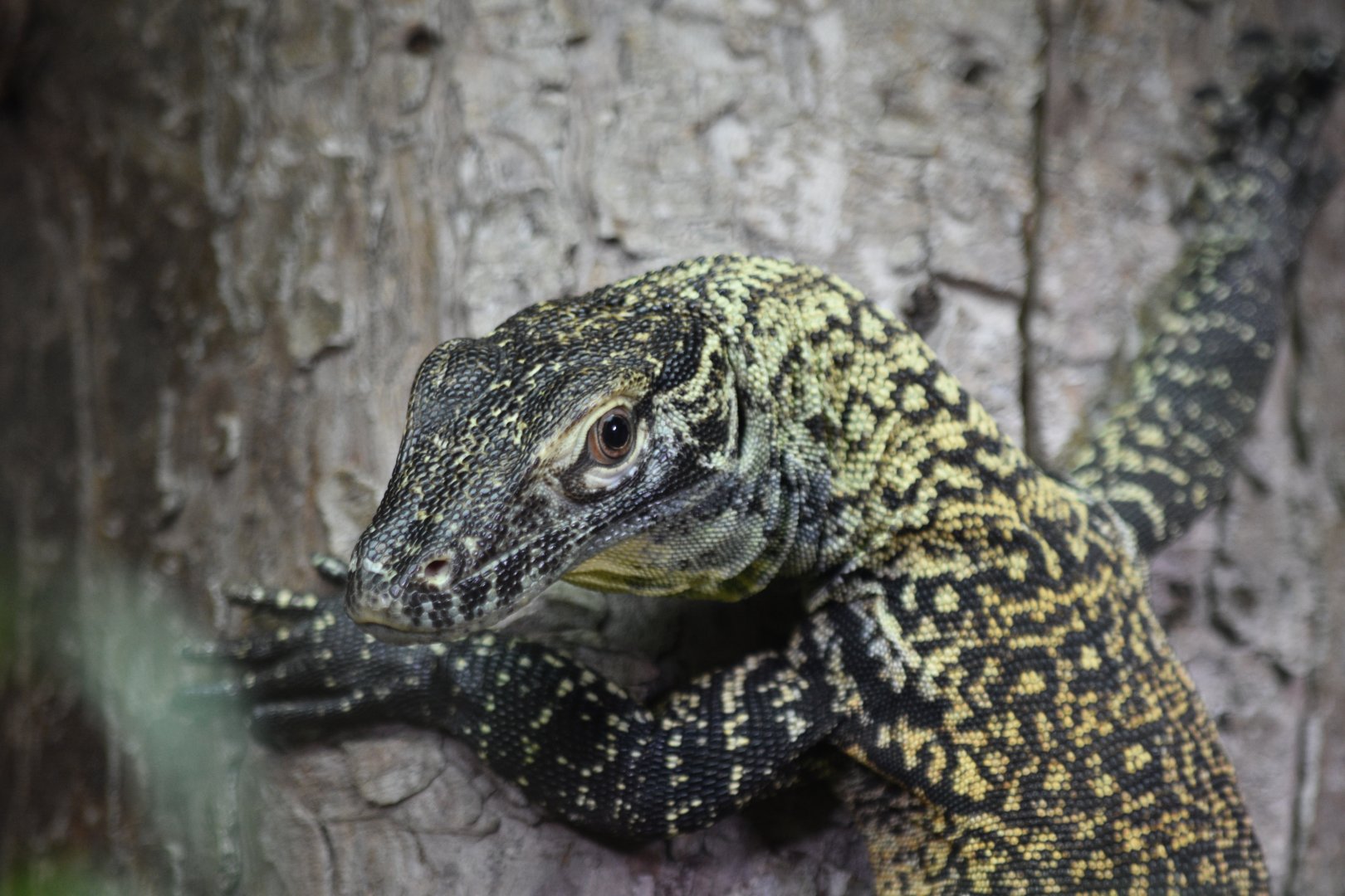 Komodo dragon juvenille
