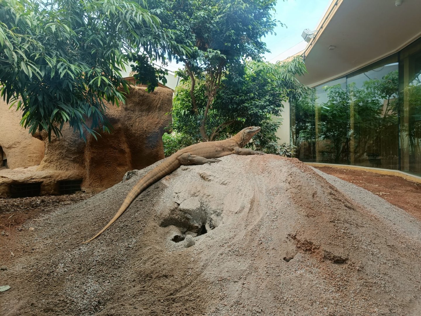 Komodo Dragon (Khaleesi)