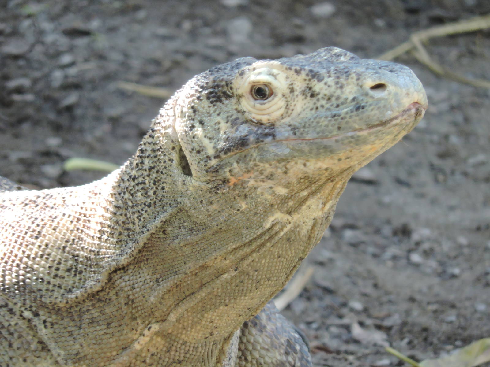 Komodo Dragon - Kiki