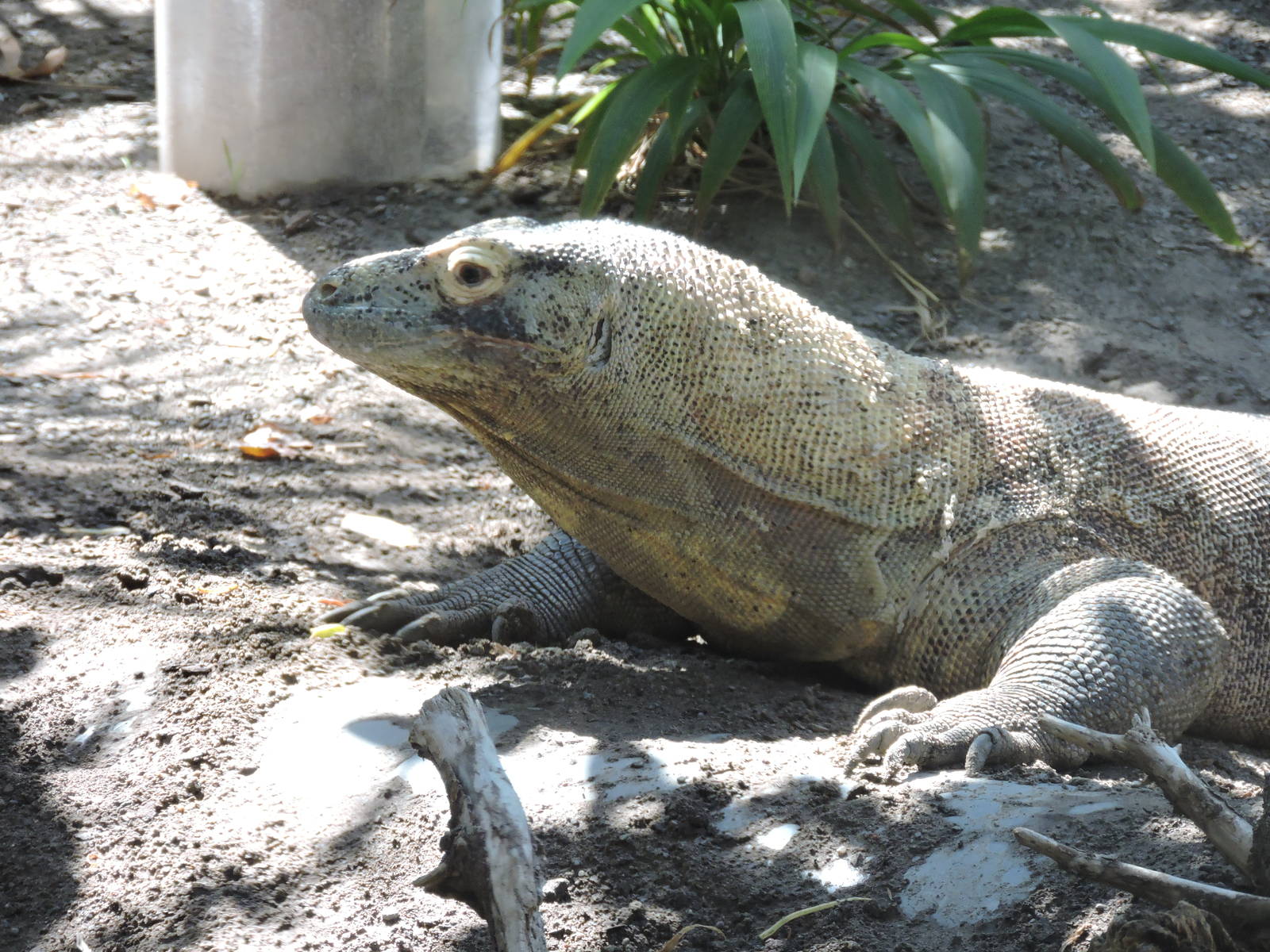 Komodo Dragon - Kilat