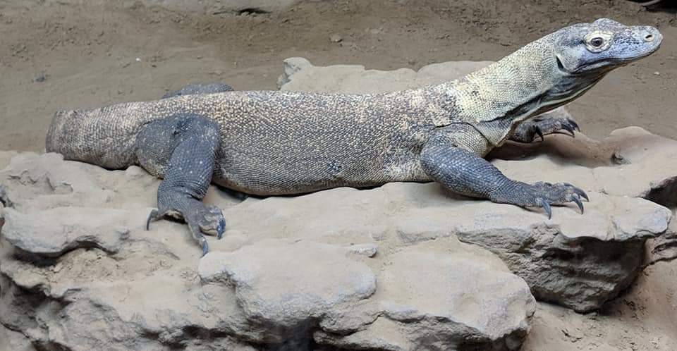 Komodo dragon (Komodo dragon (Varanus komodoensis)