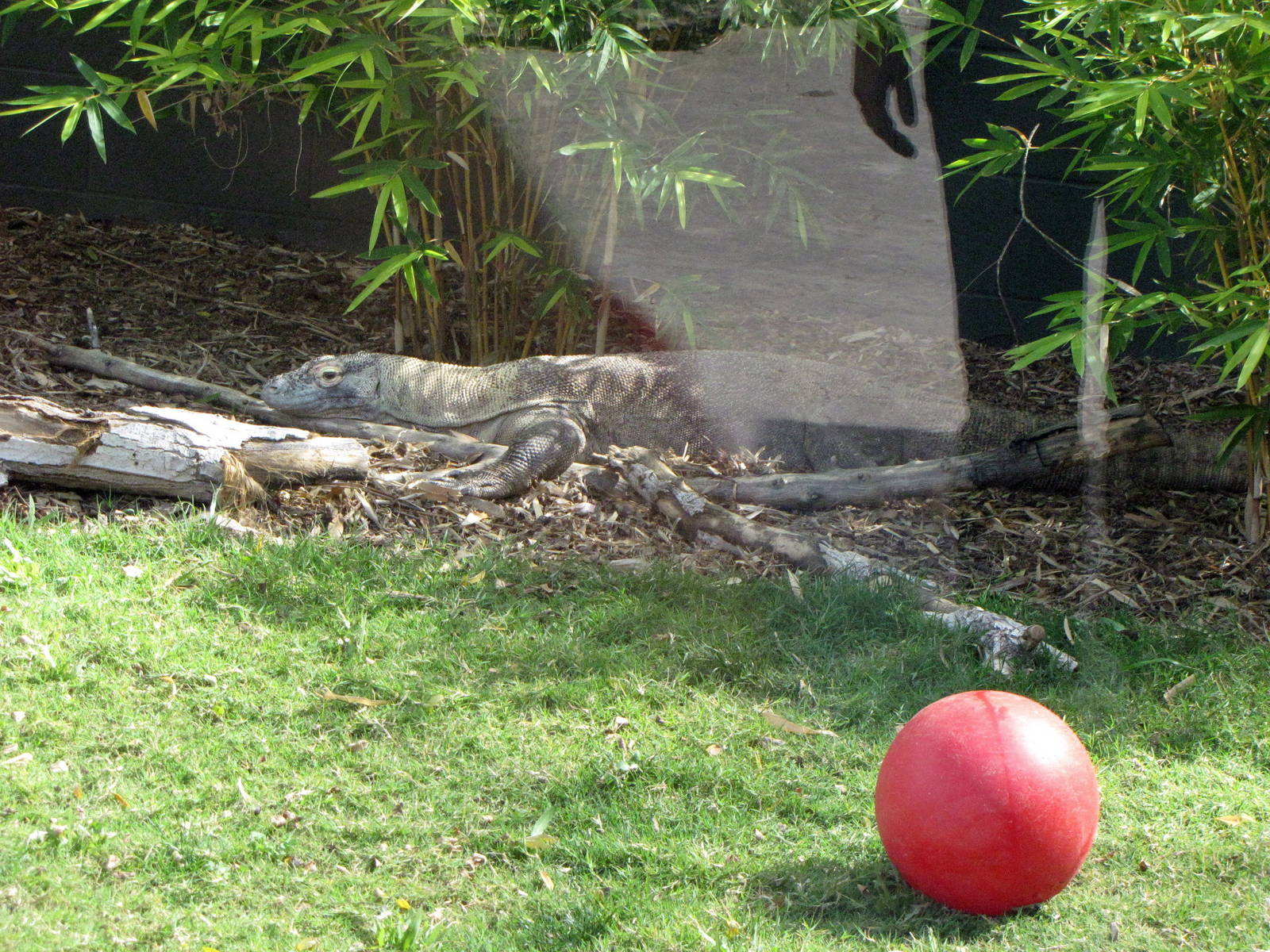 Komodo Dragon - Land of the Dragons