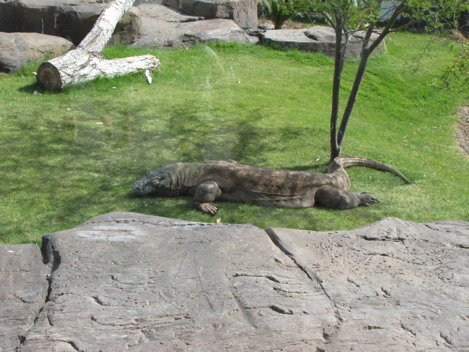 Komodo Dragon - Land of the Dragons