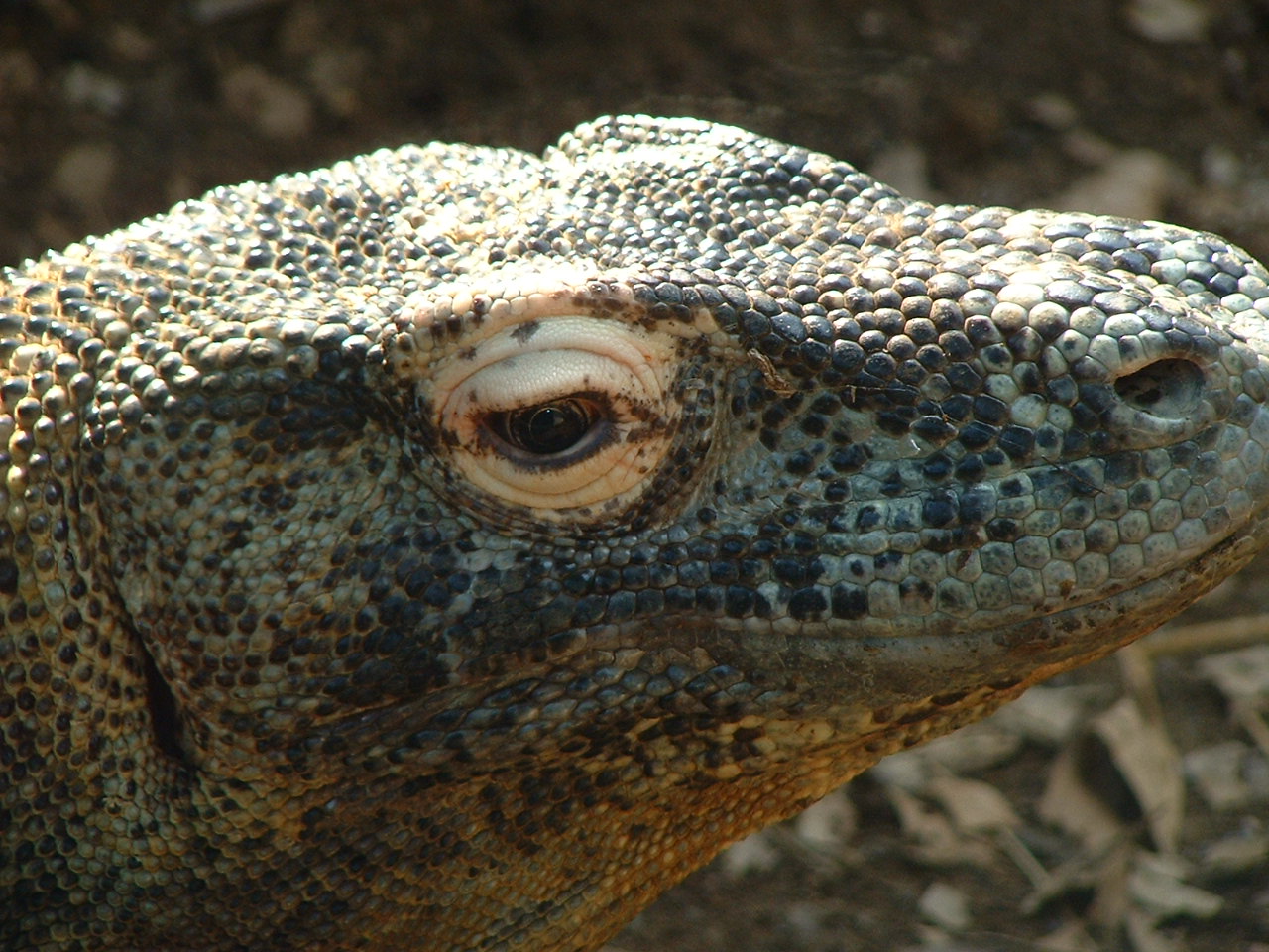 Komodo Dragon - London 2007