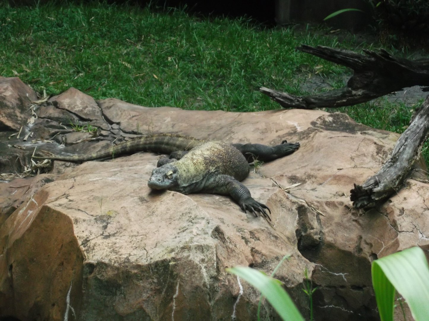 Komodo Dragon, Maharajah Jungle Trek