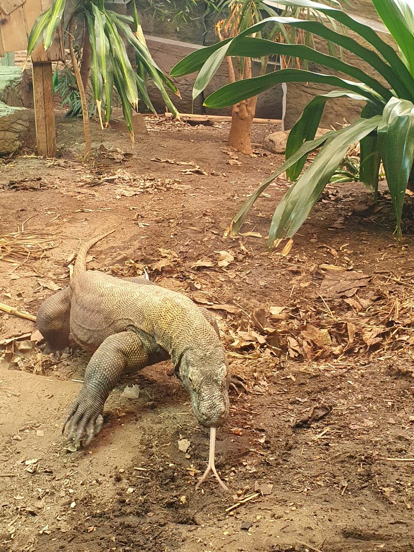 Komodo dragon male 'Satali'