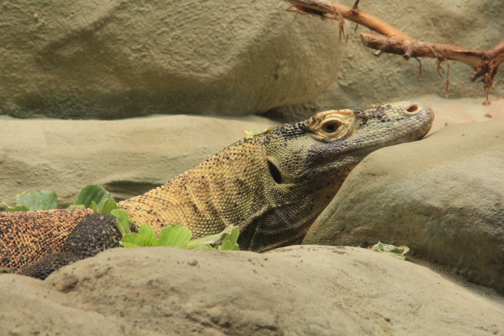 Komodo dragon (May 2018)