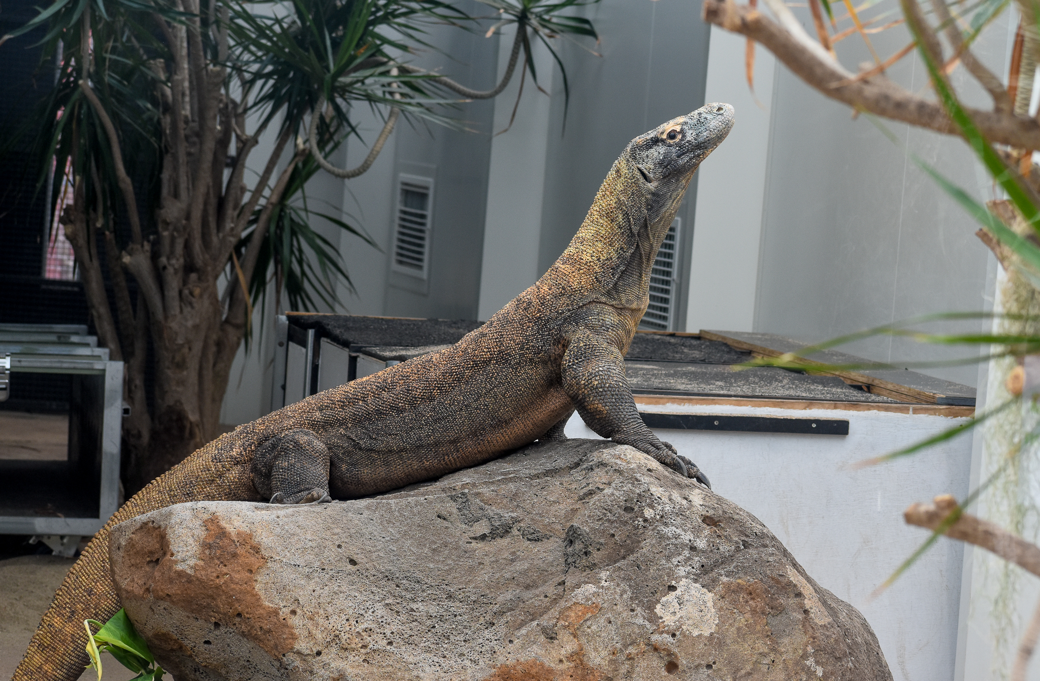 Komodo Dragon - new male Reba
