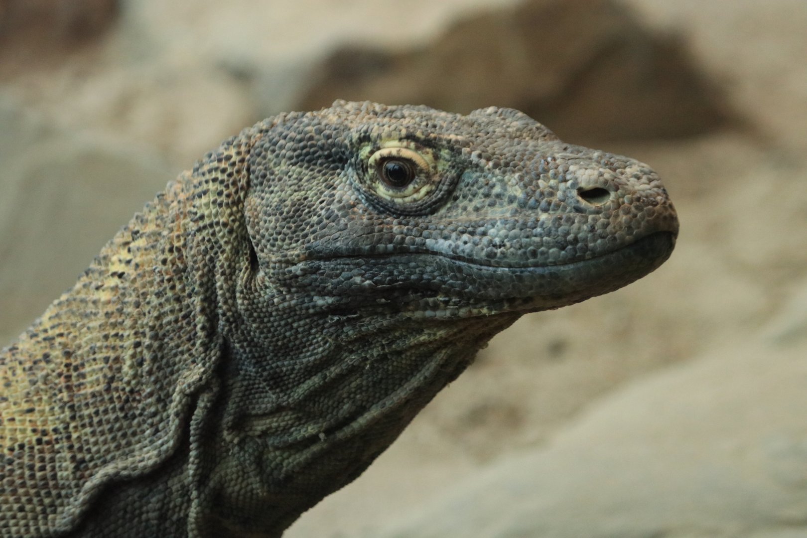 Komodo dragon (November 2019)