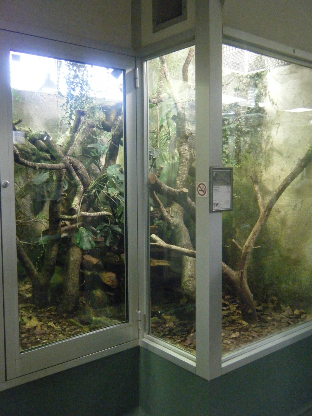 Komodo Dragon Nursery