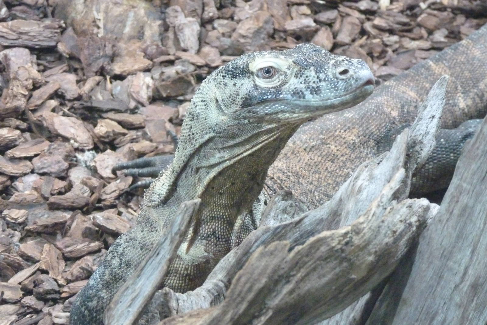 Komodo Dragon, October 2016