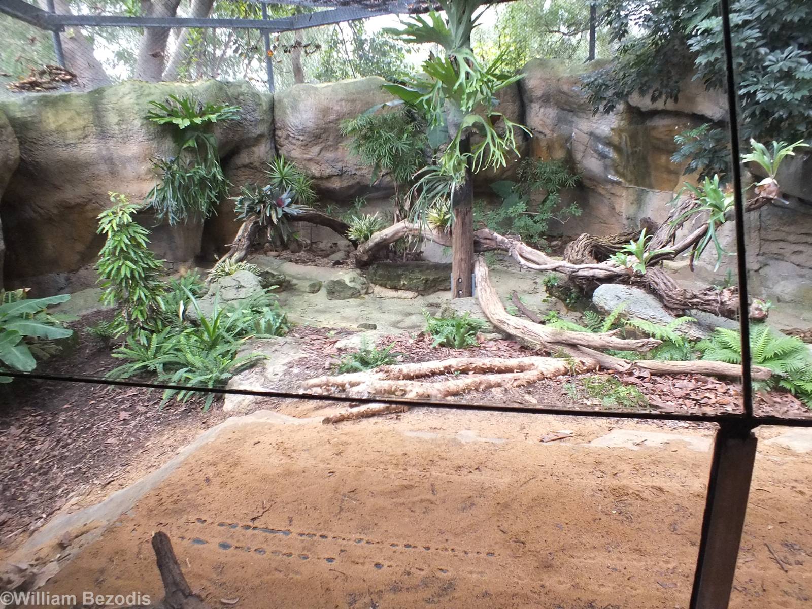 Komodo Dragon Outdoor Enclosure