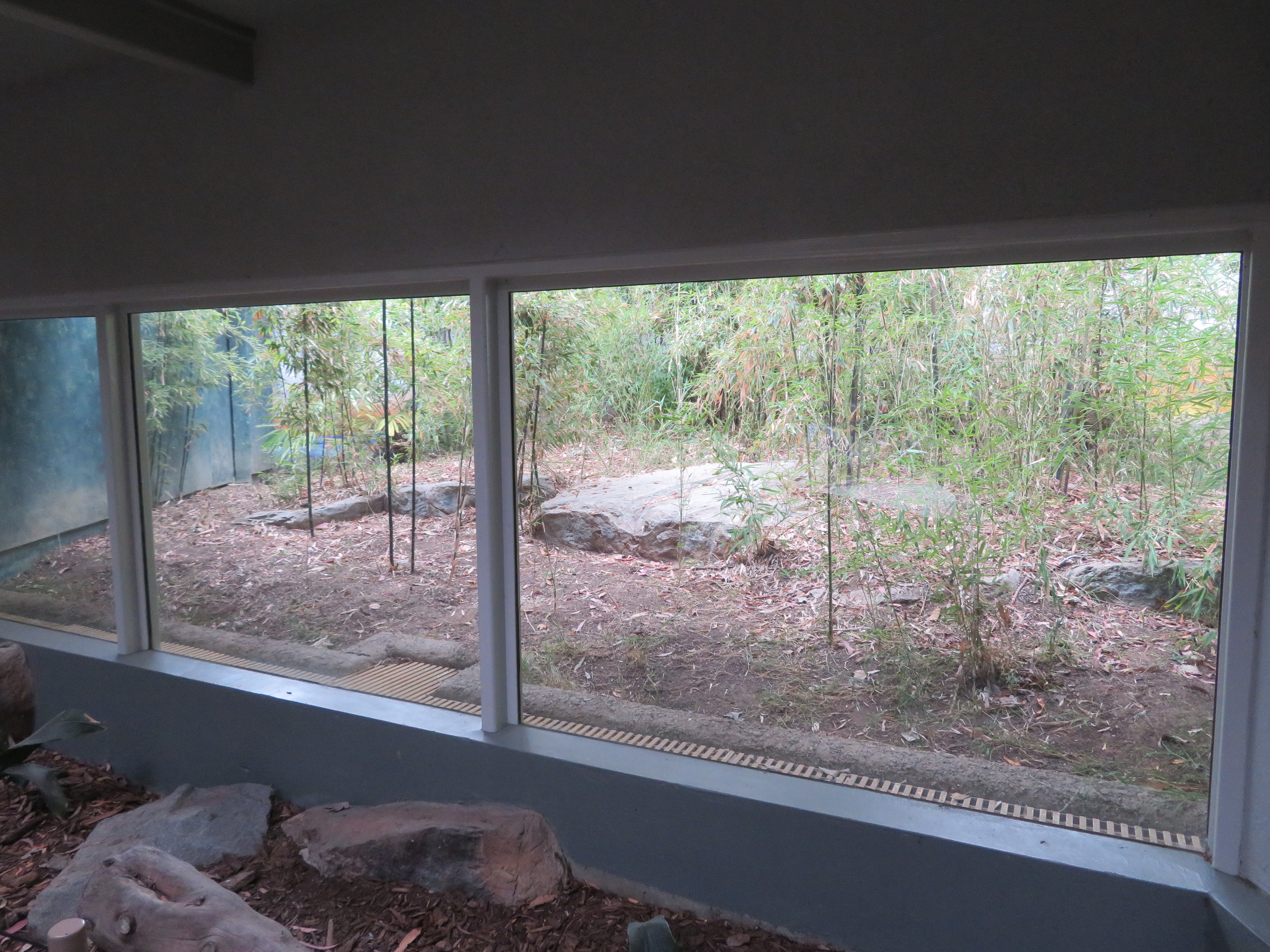 Komodo Dragon Outdoor Exhibit