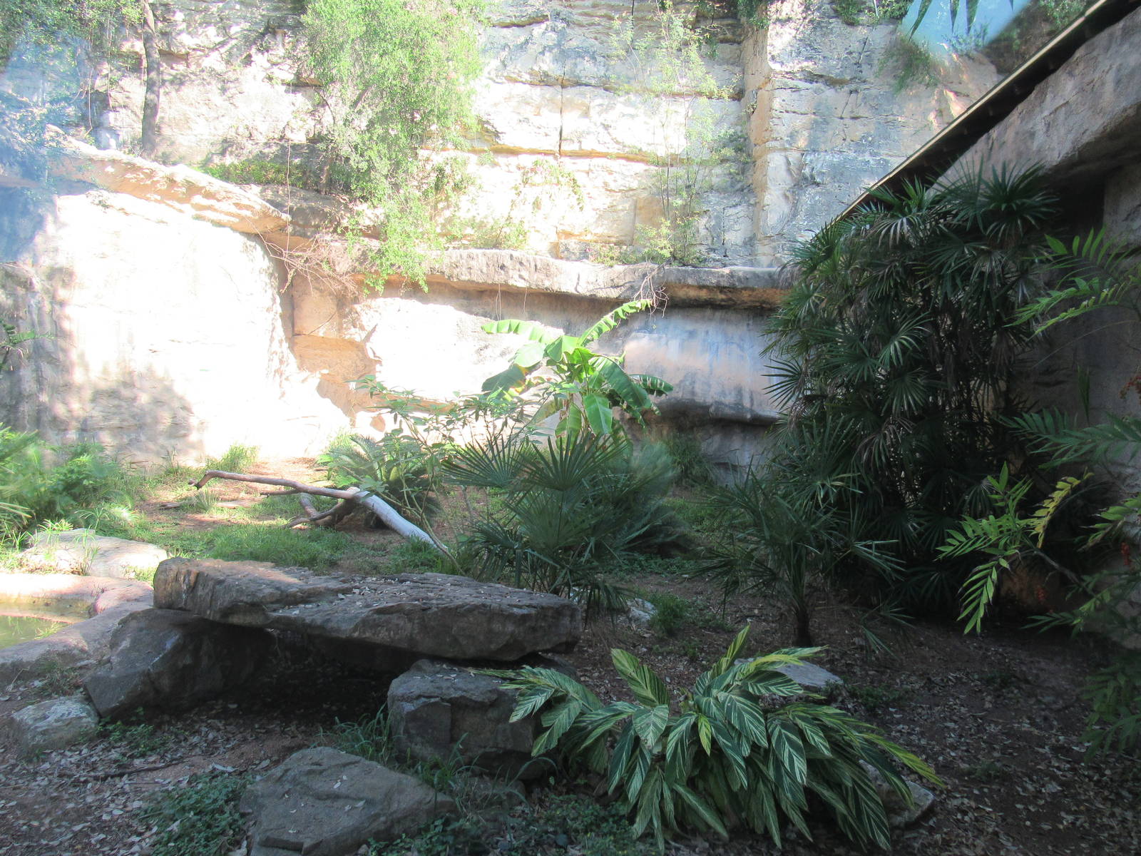 Komodo Dragon outdoor habitat