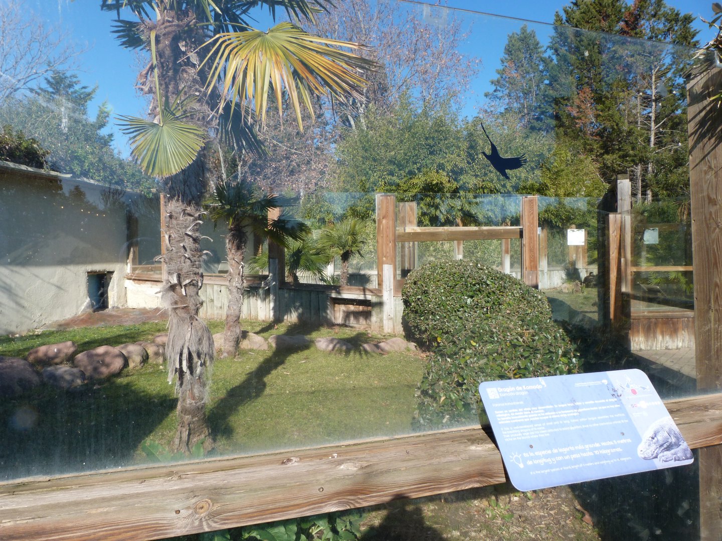 Komodo dragon outdoors exhibit -Faunia (2025)