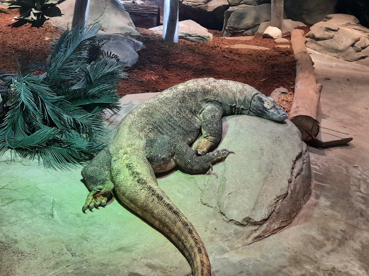 Komodo Dragon - Padar