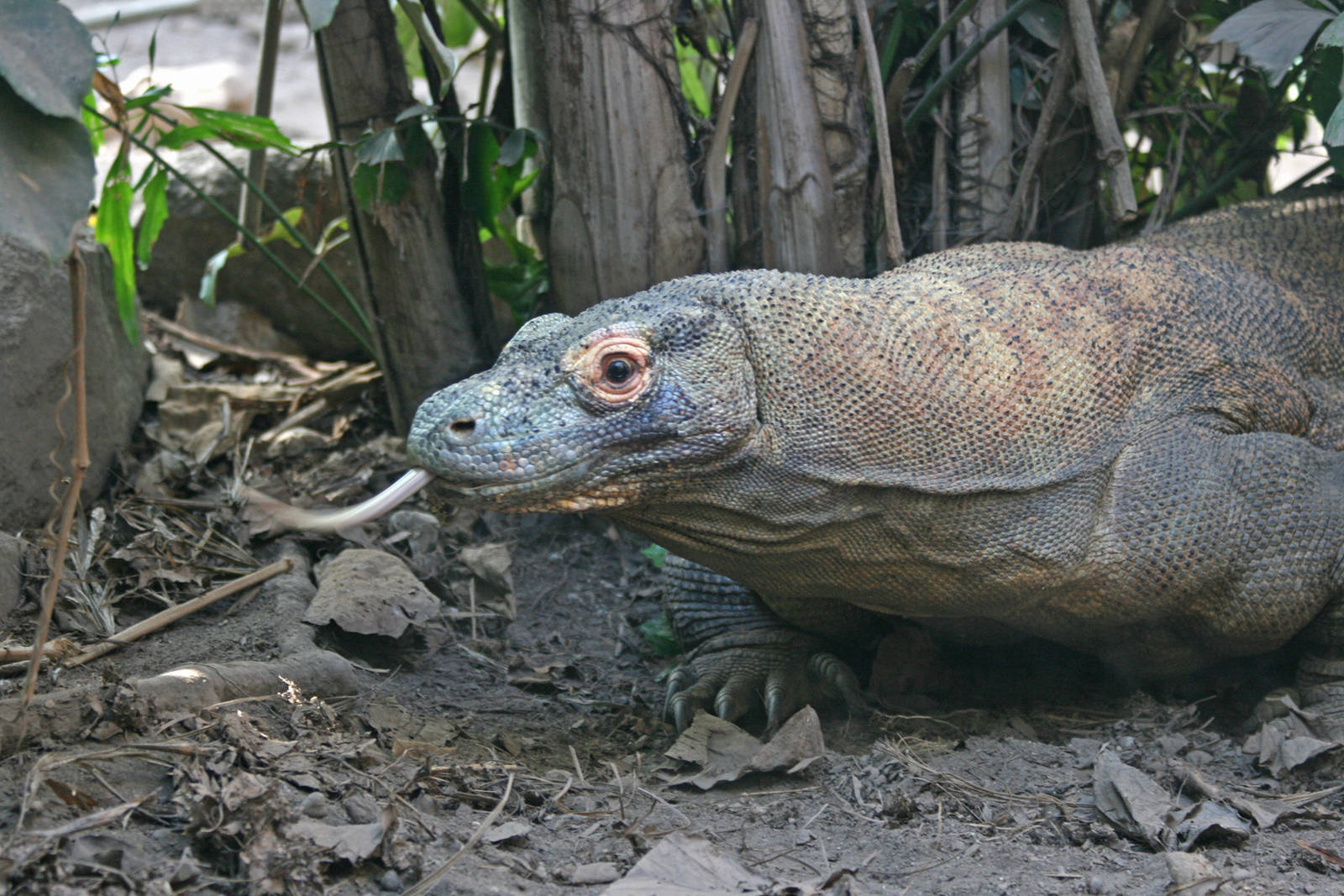 Komodo dragon - Parken Zoo