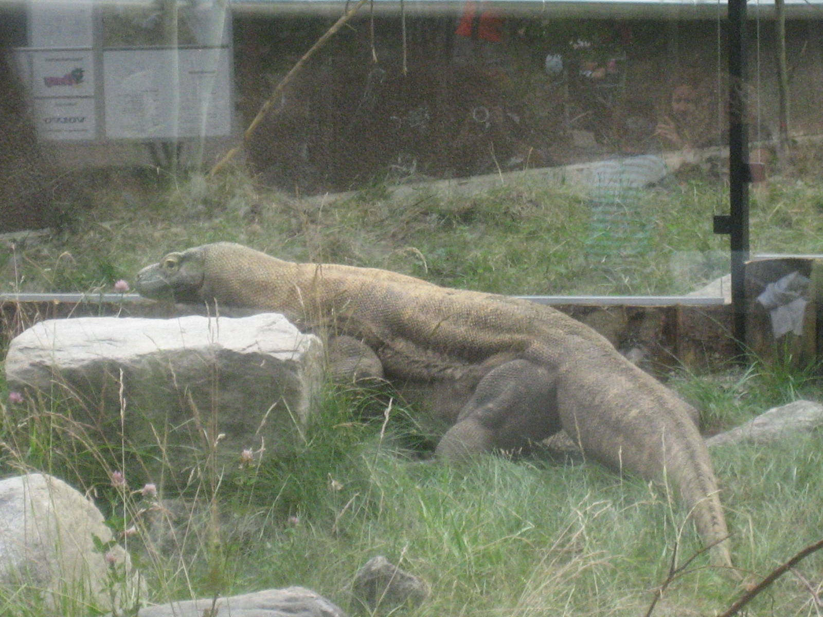 Komodo dragon - Parken Zoo