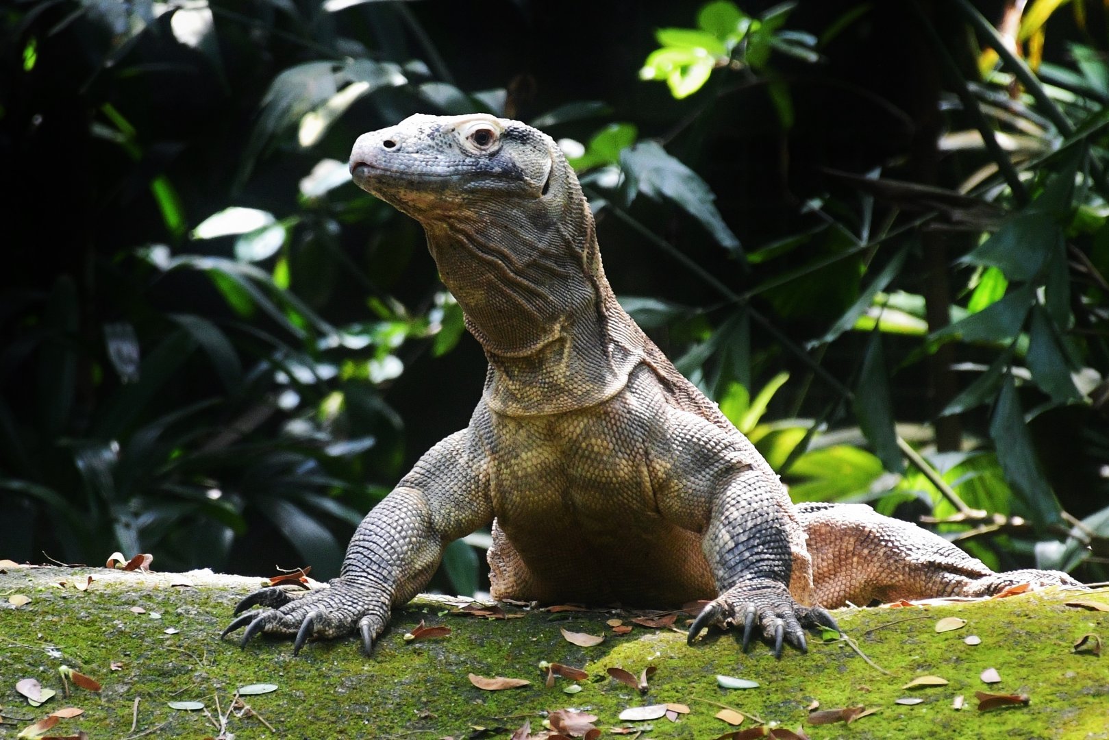 Komodo Dragon "Peaches"