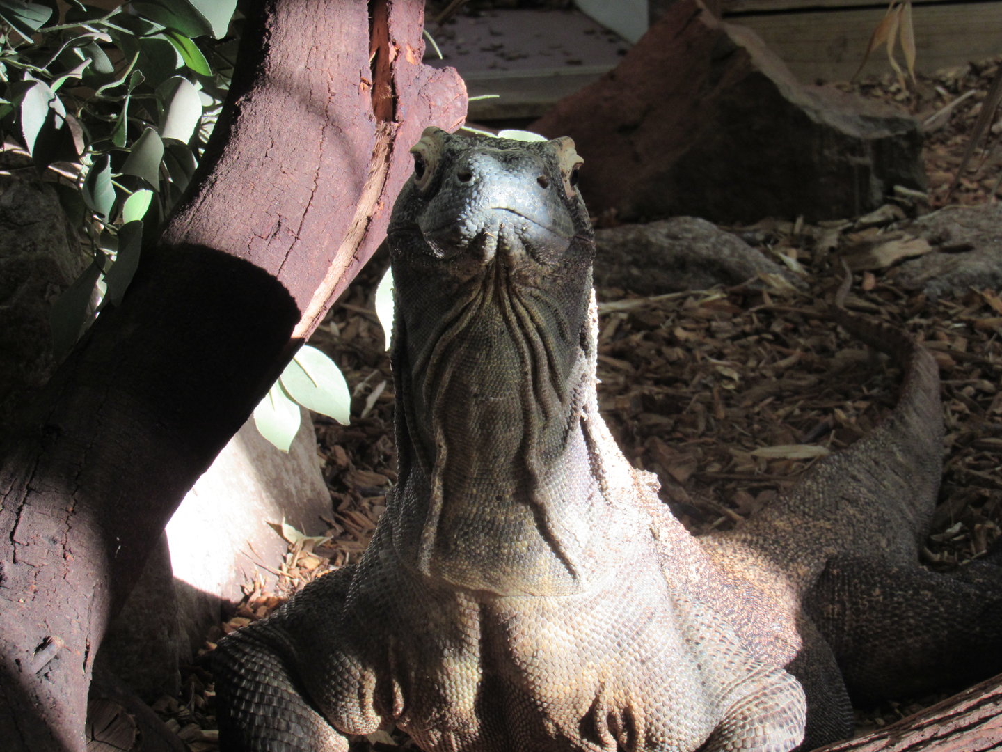 Komodo Dragon - Pete