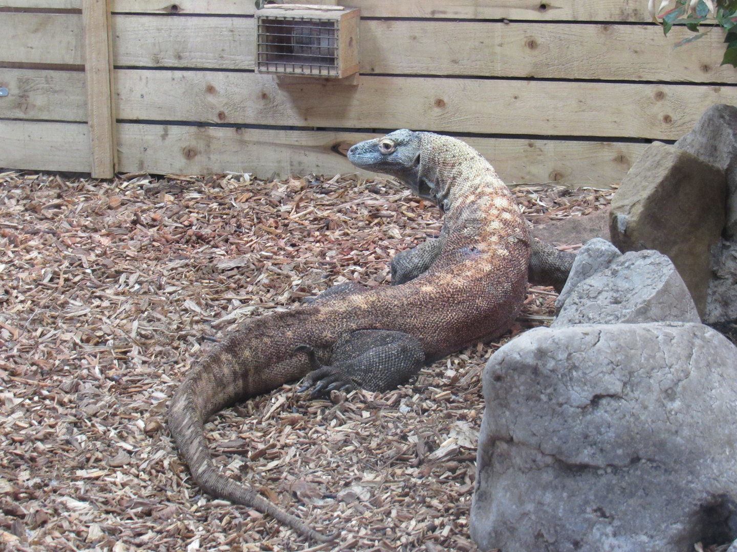 Komodo Dragon - Pete