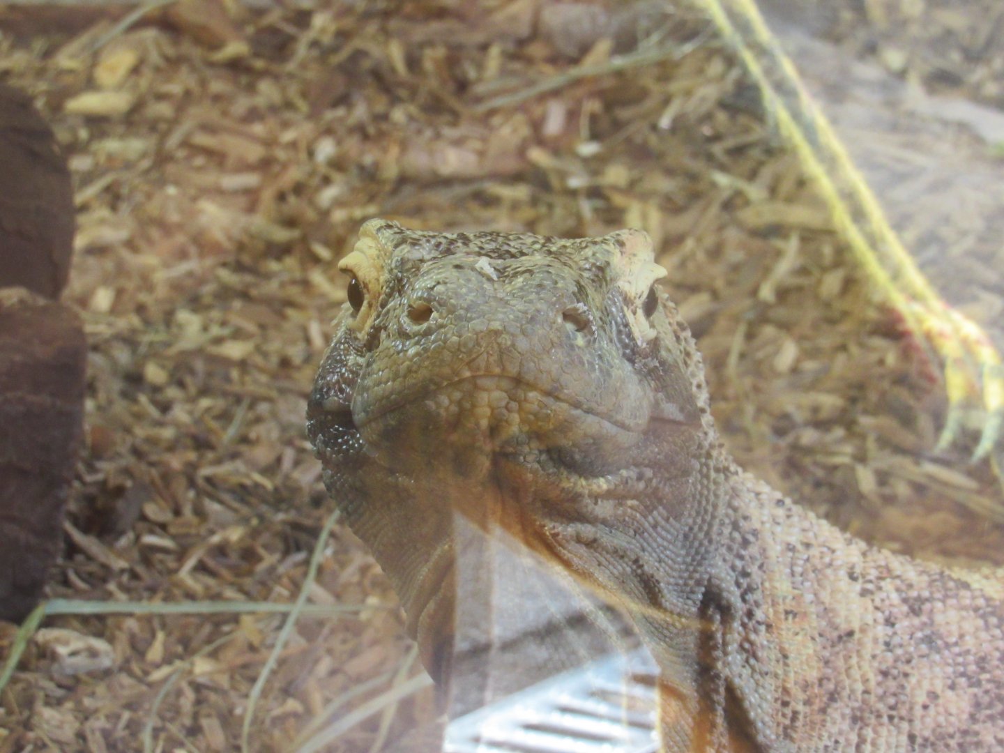 Komodo dragon - Pete