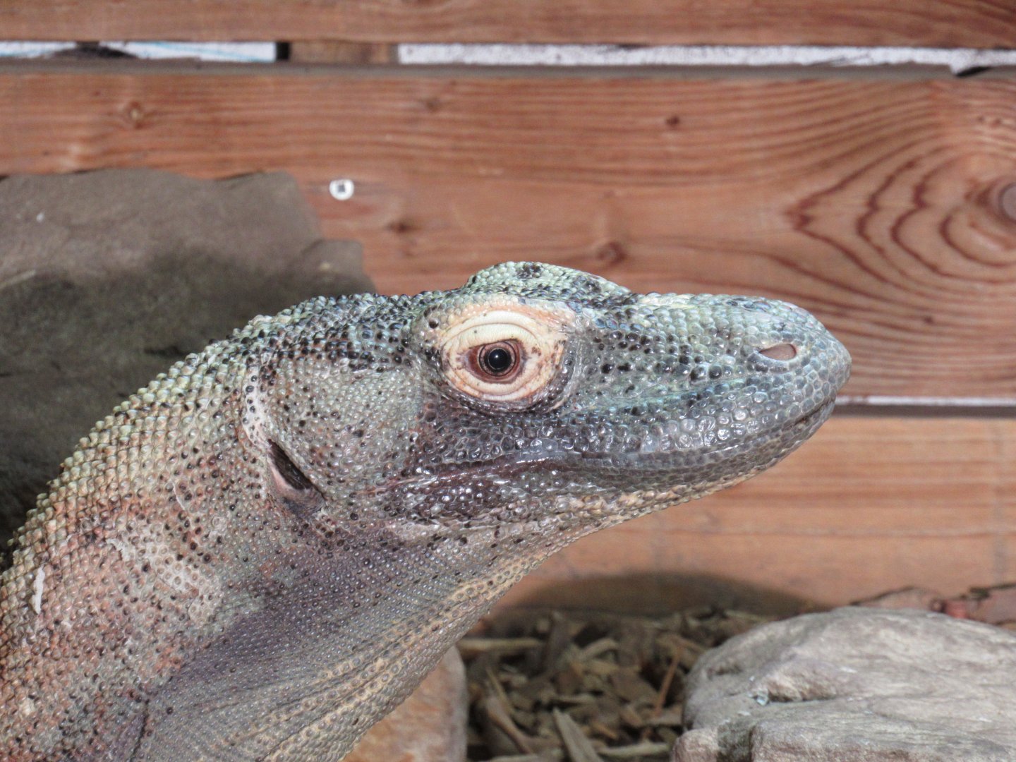 Komodo dragon - Pete