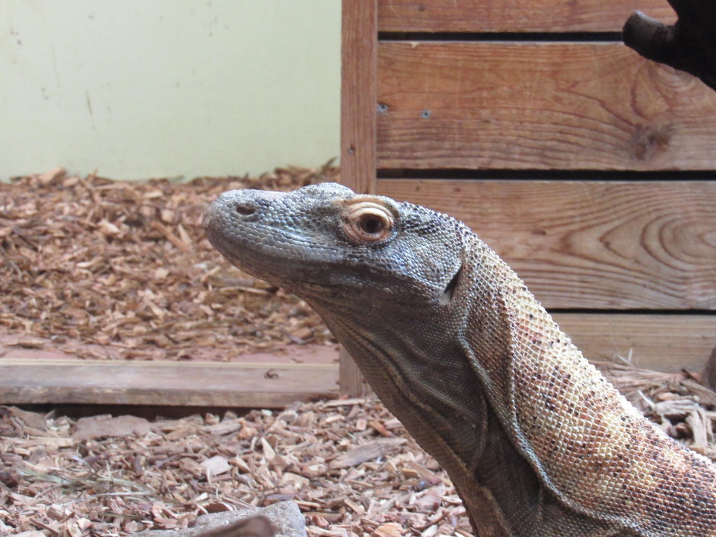 Komodo dragon - Pete