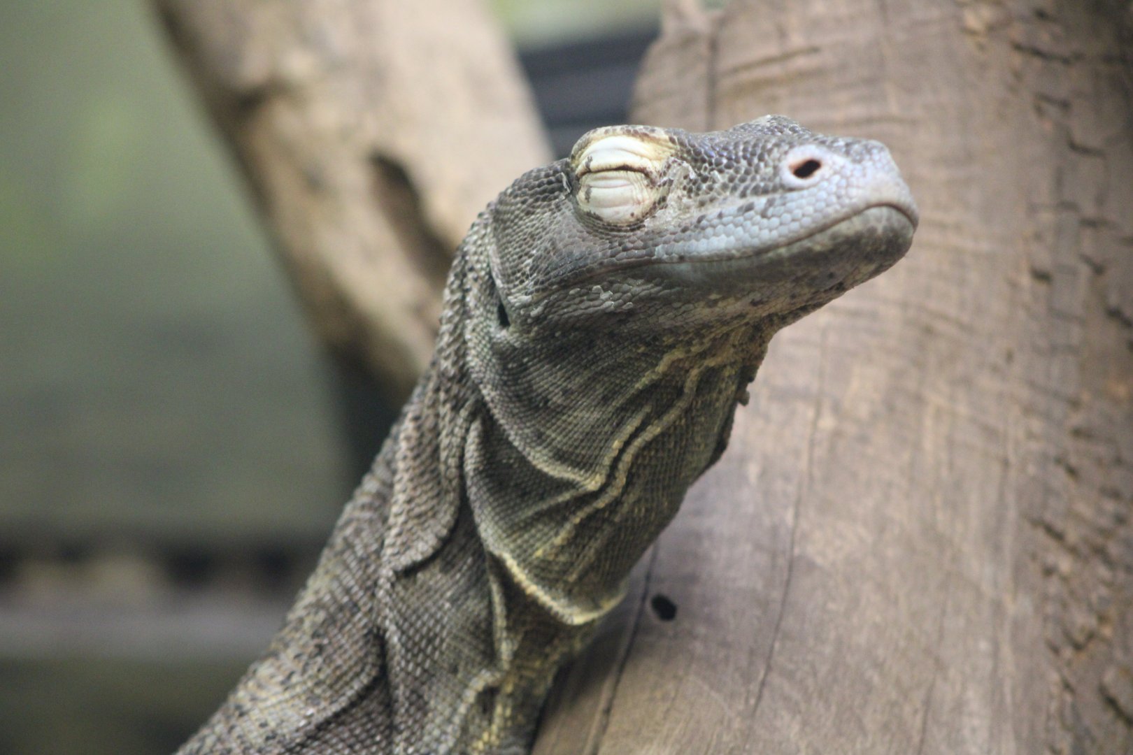 Komodo Dragon portrait (Varanus komodoensis)