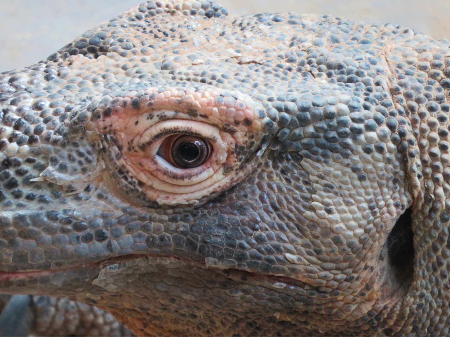 Komodo dragon portrait.