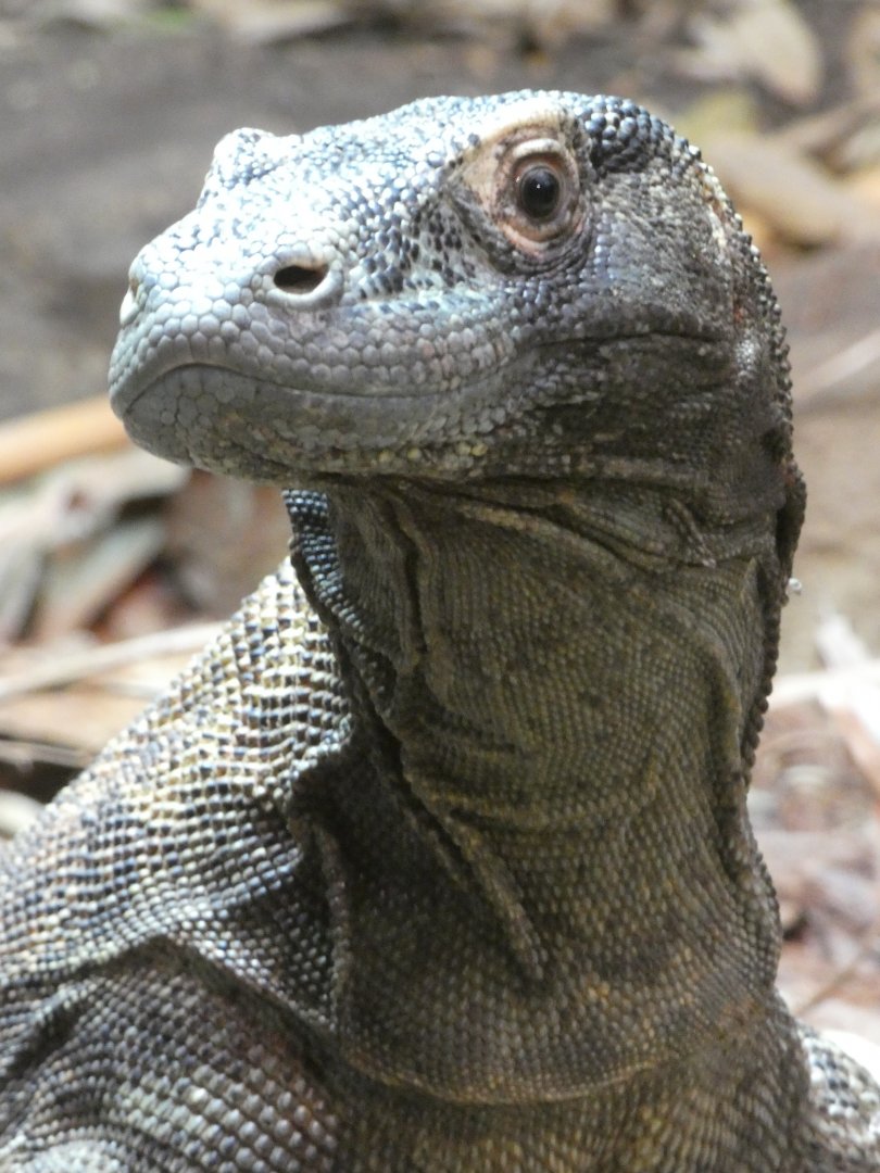 Komodo dragon portrait