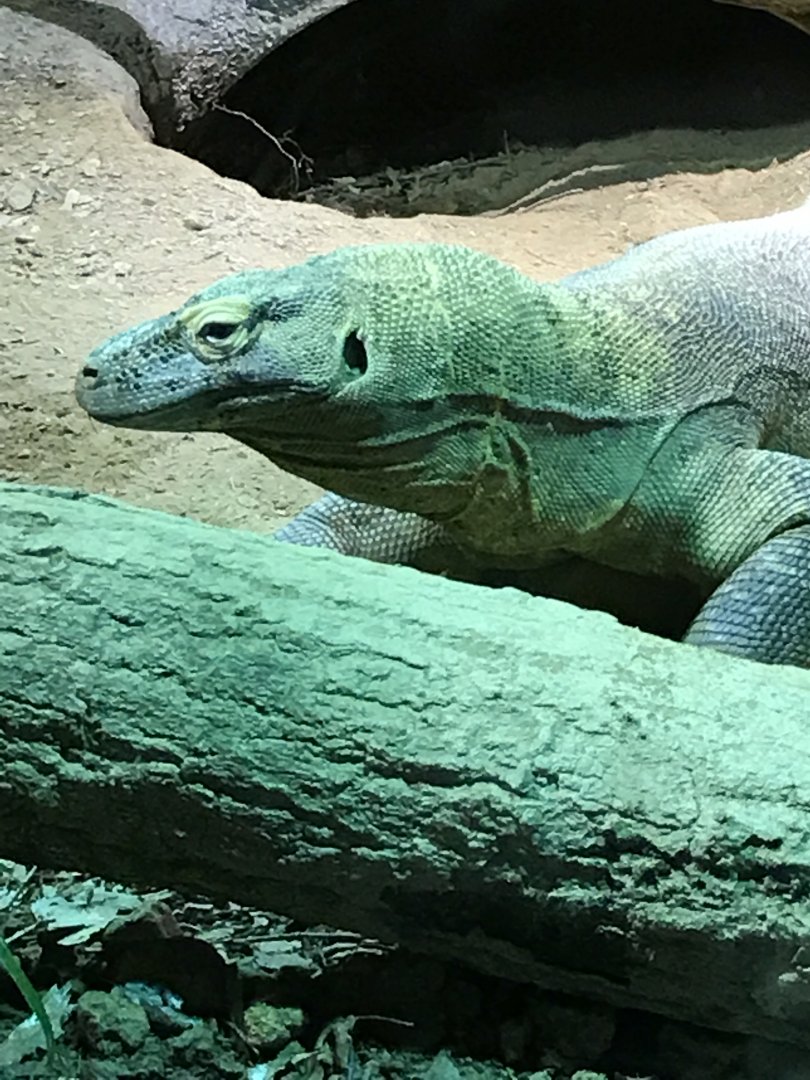 Komodo dragon-Rinca