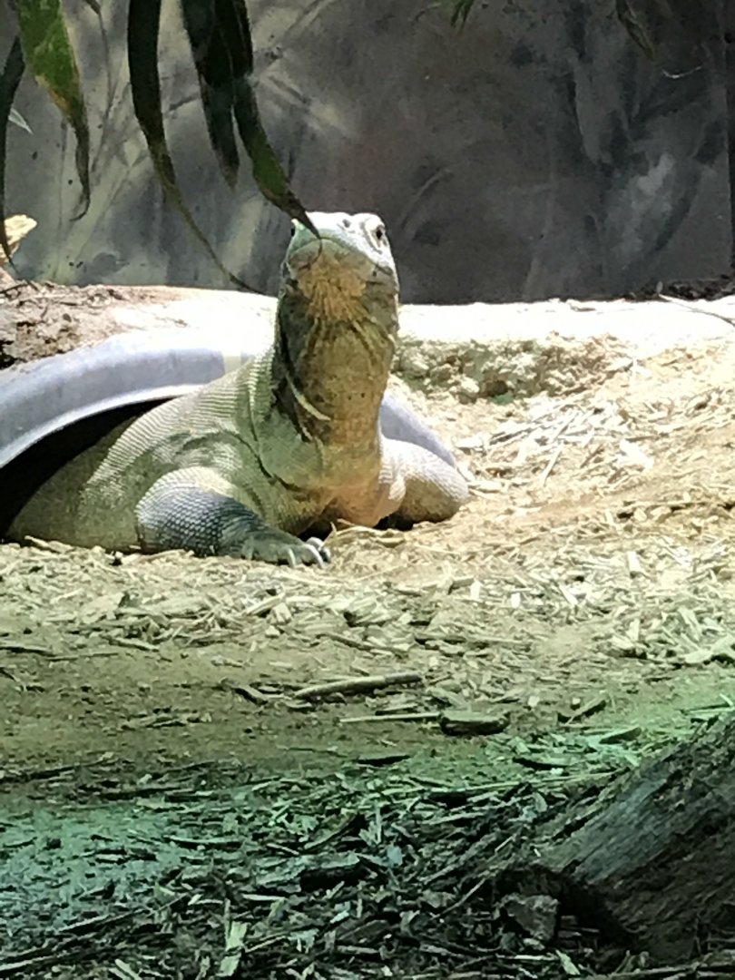 Komodo dragon: Rinca