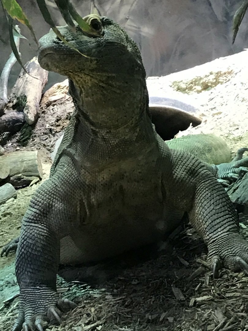 Komodo dragon: Rinca