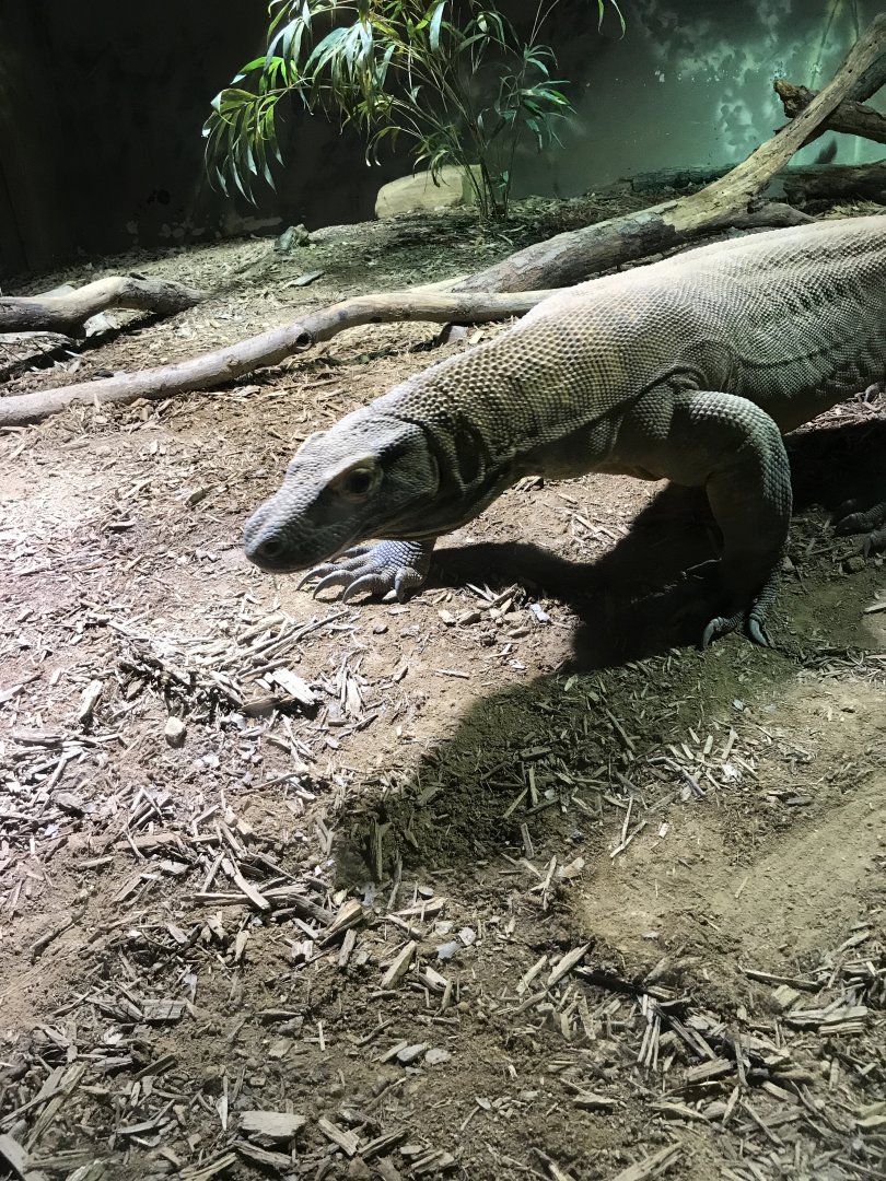 Komodo dragon: Rinca