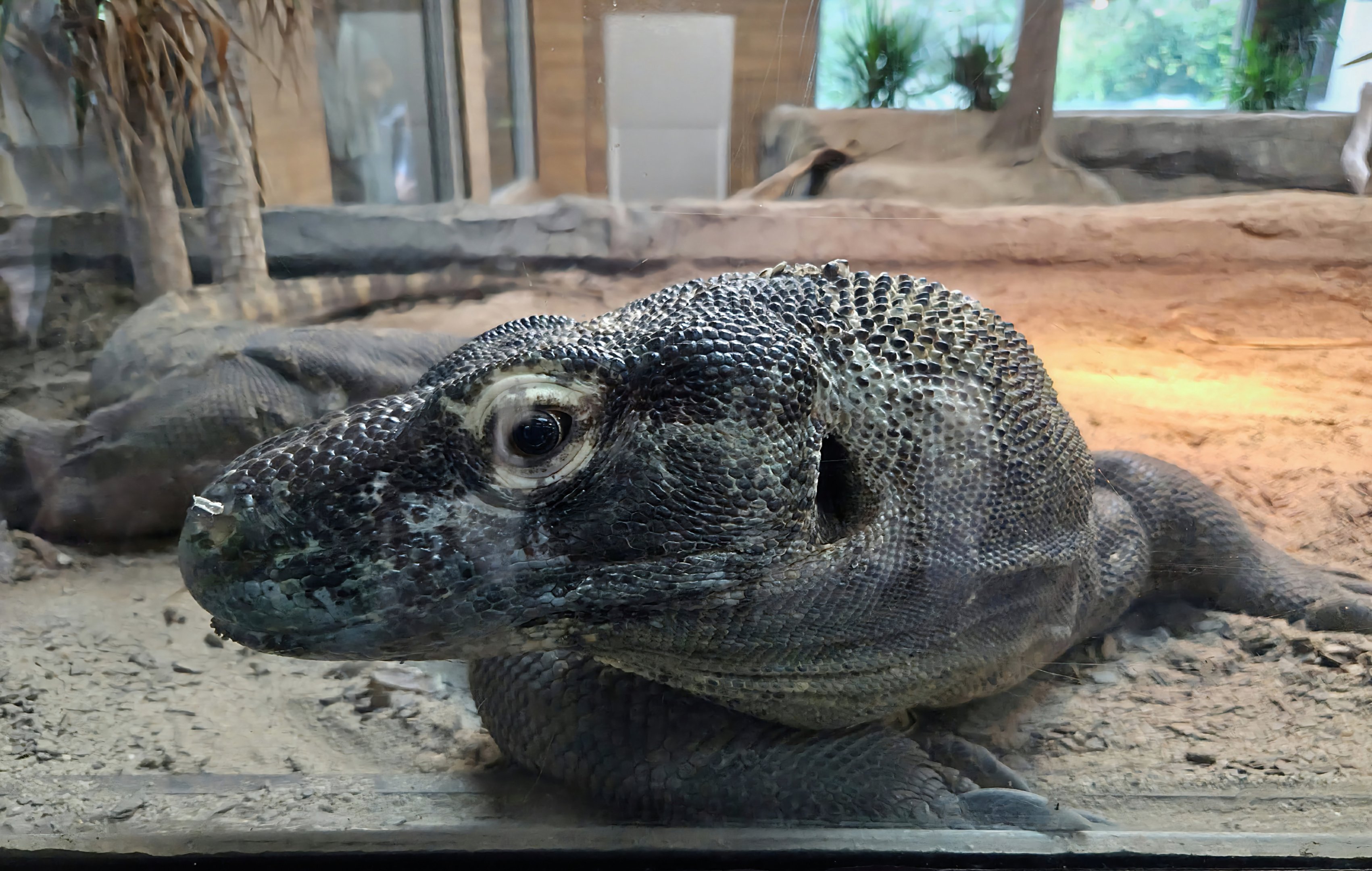 Komodo Dragon-Riverbanks Zoo