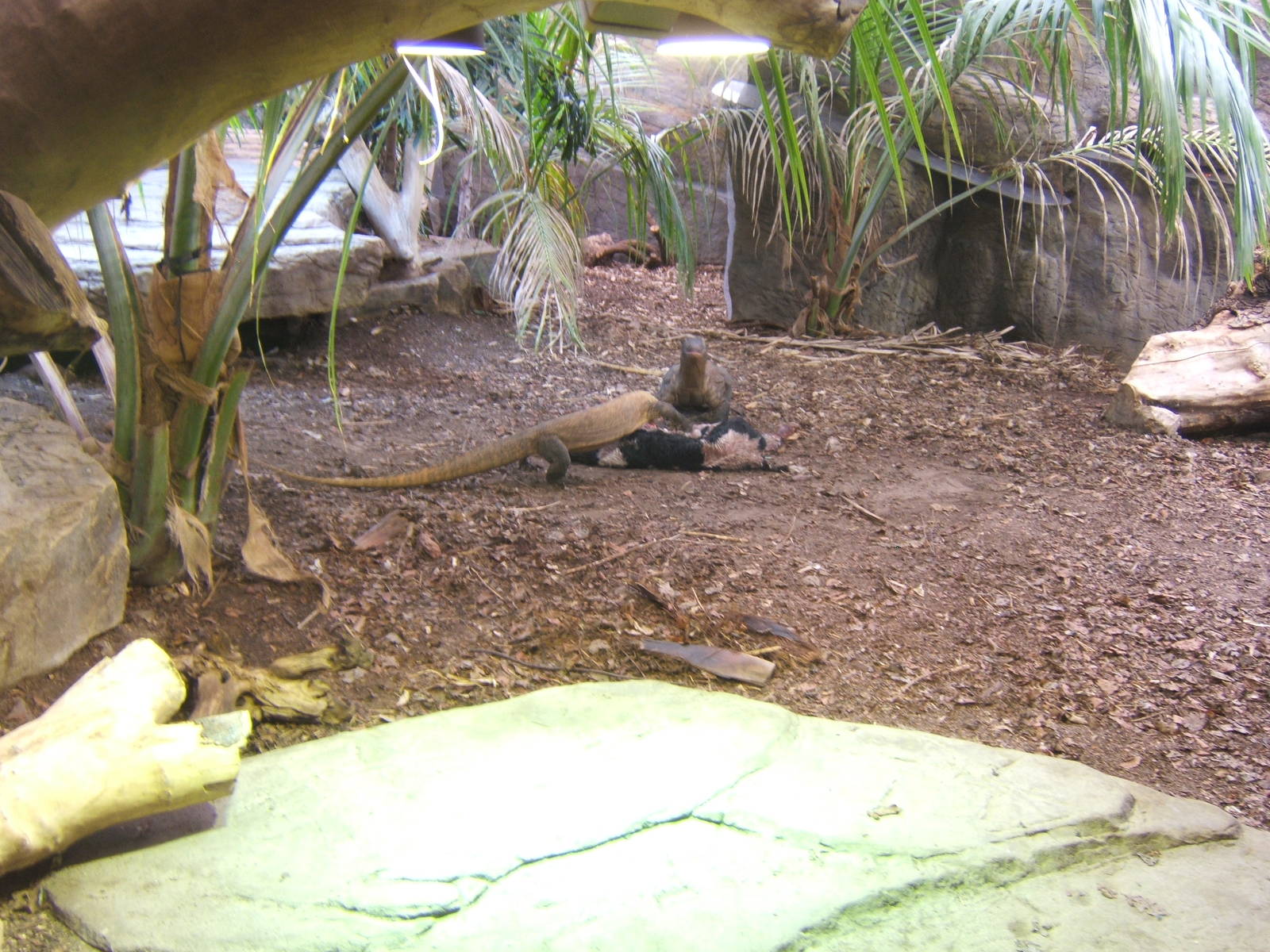 Komodo Dragon`s feeding