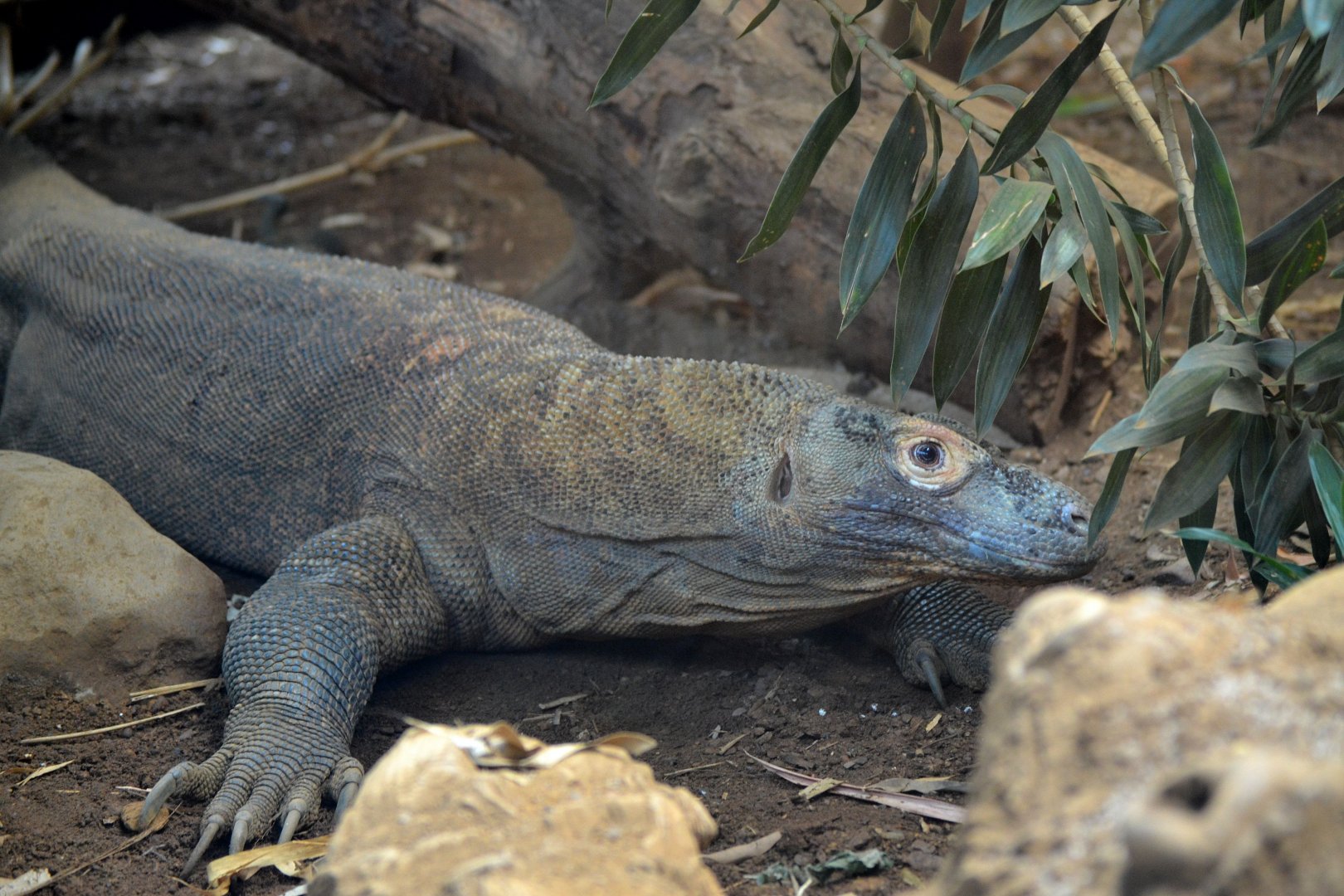 Komodo Dragon - September 2016