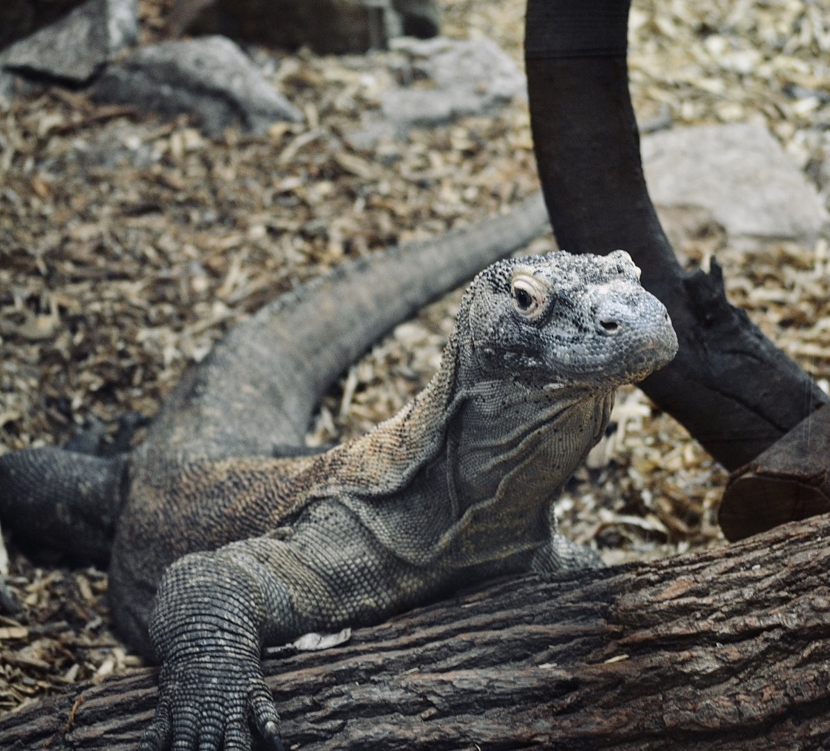 Komodo Dragon - September 2020