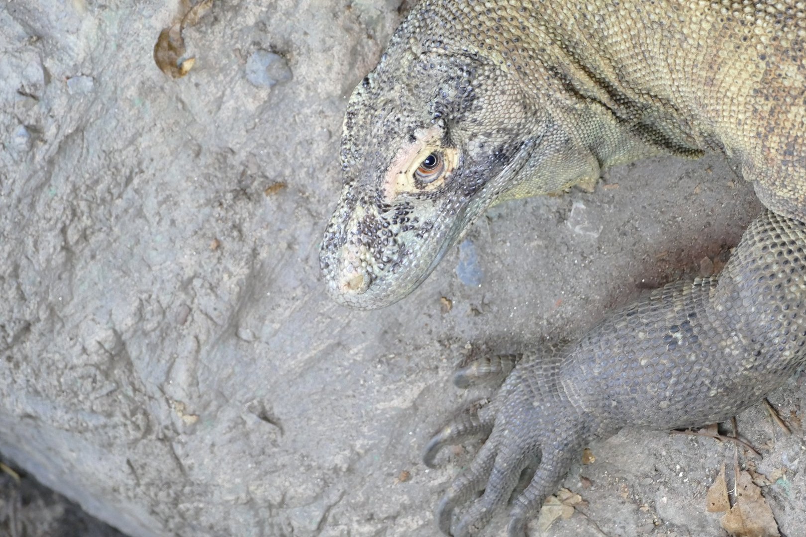 Komodo Dragon, September 2022