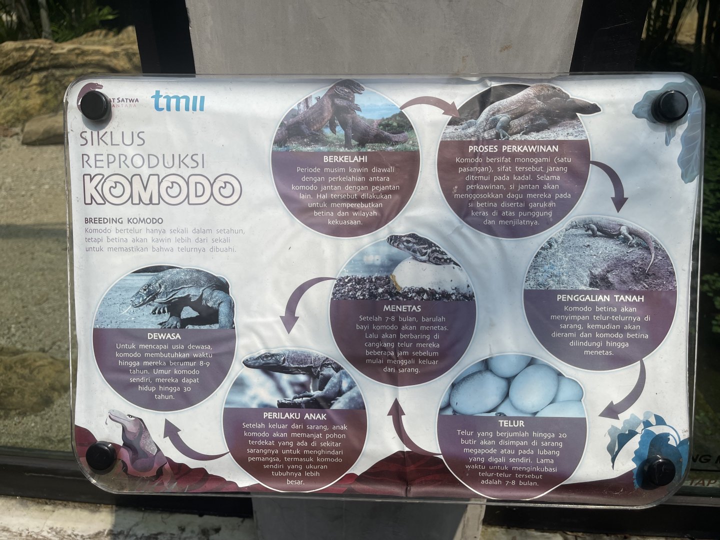 komodo dragon signage (2) - museum komodo
