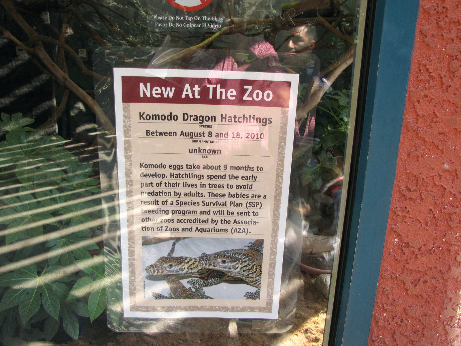Komodo Dragon Signage - Children's Zoo