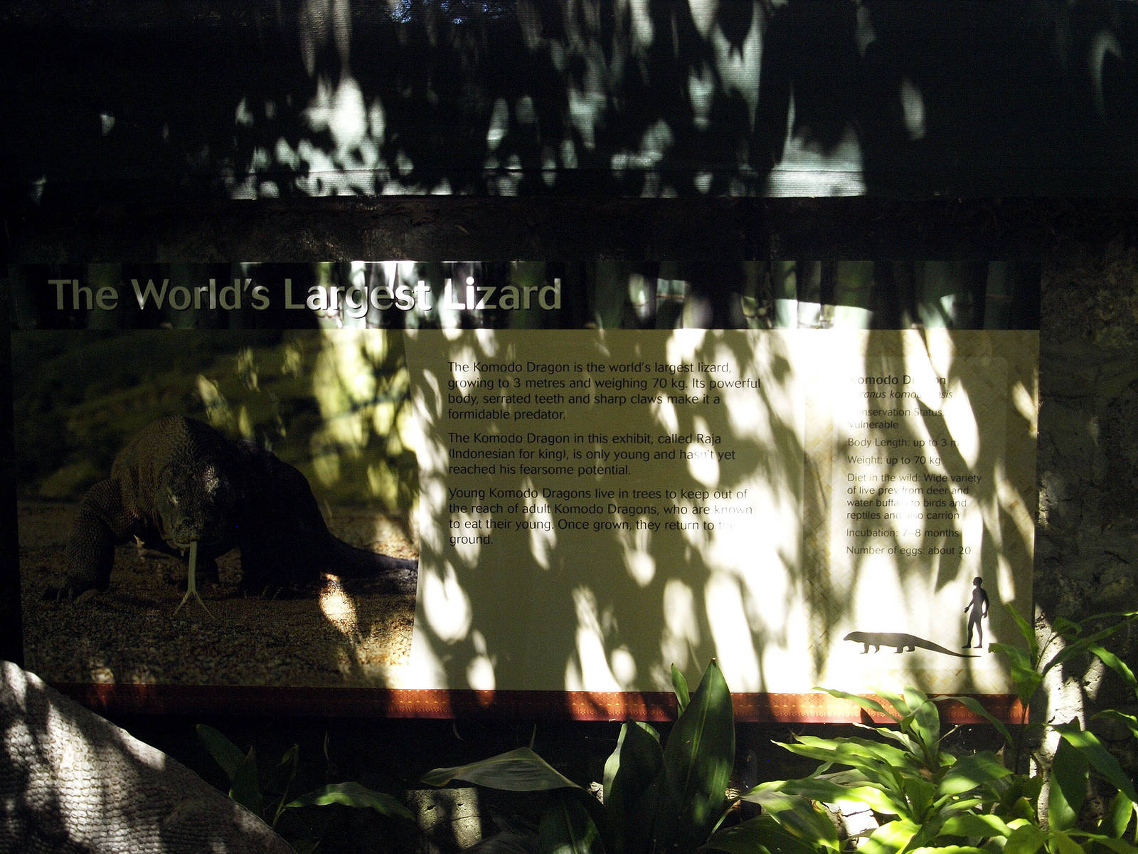 Komodo dragon signage