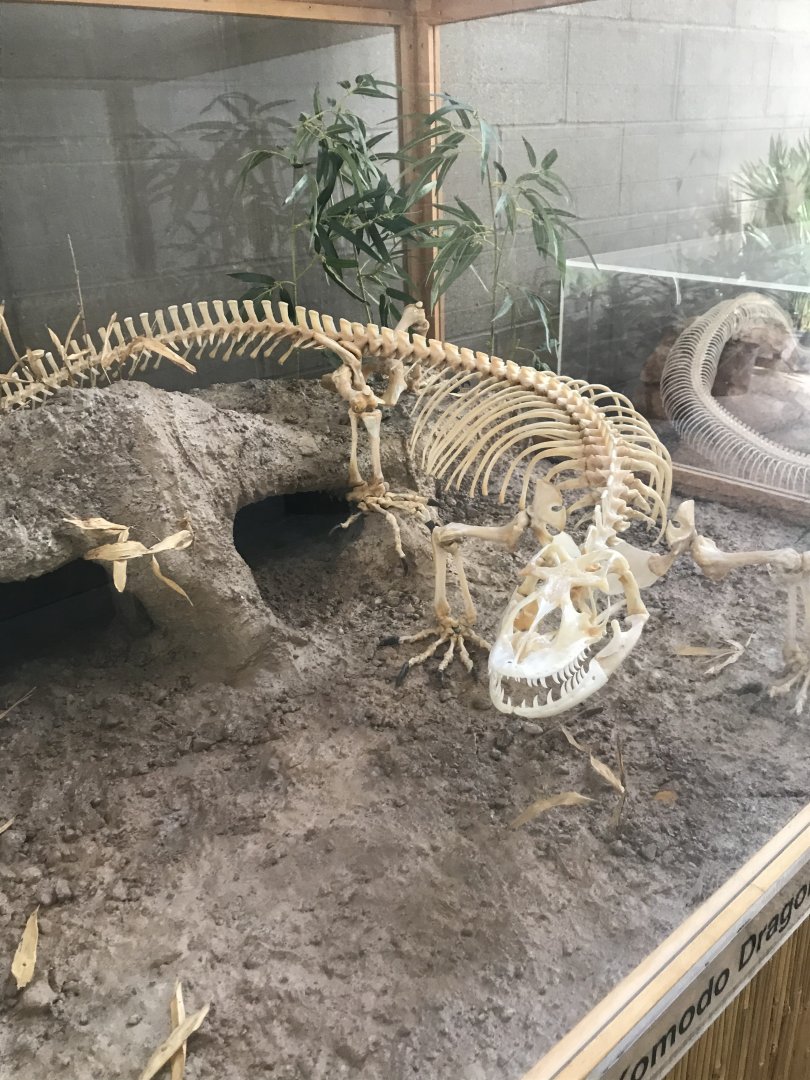 Komodo dragon skeleton