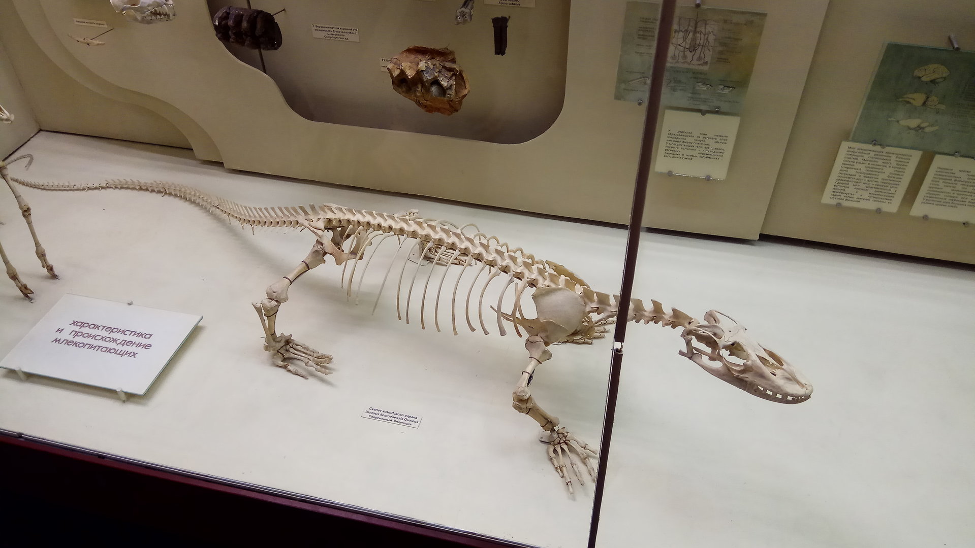 Komodo dragon skeleton